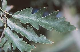 معرفی و راهنمای پرورش درختان زینتی - لرگ